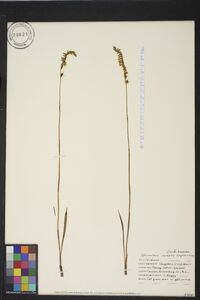 Spiranthes vernalis image