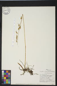 Tipularia discolor image