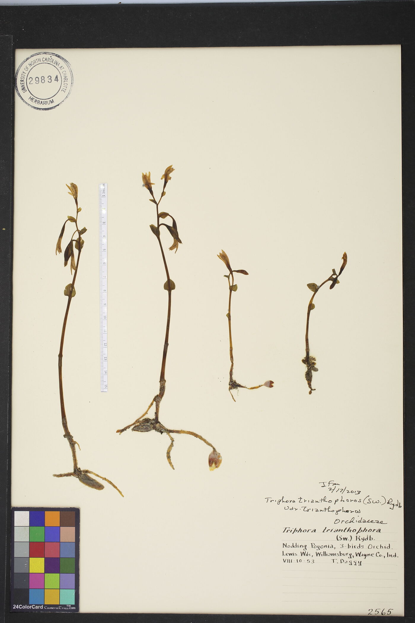 Triphora trianthophoros var. trianthophoros image