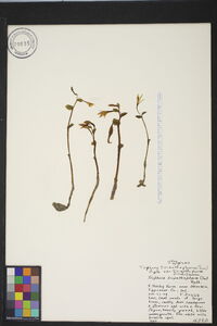 Triphora trianthophoros image