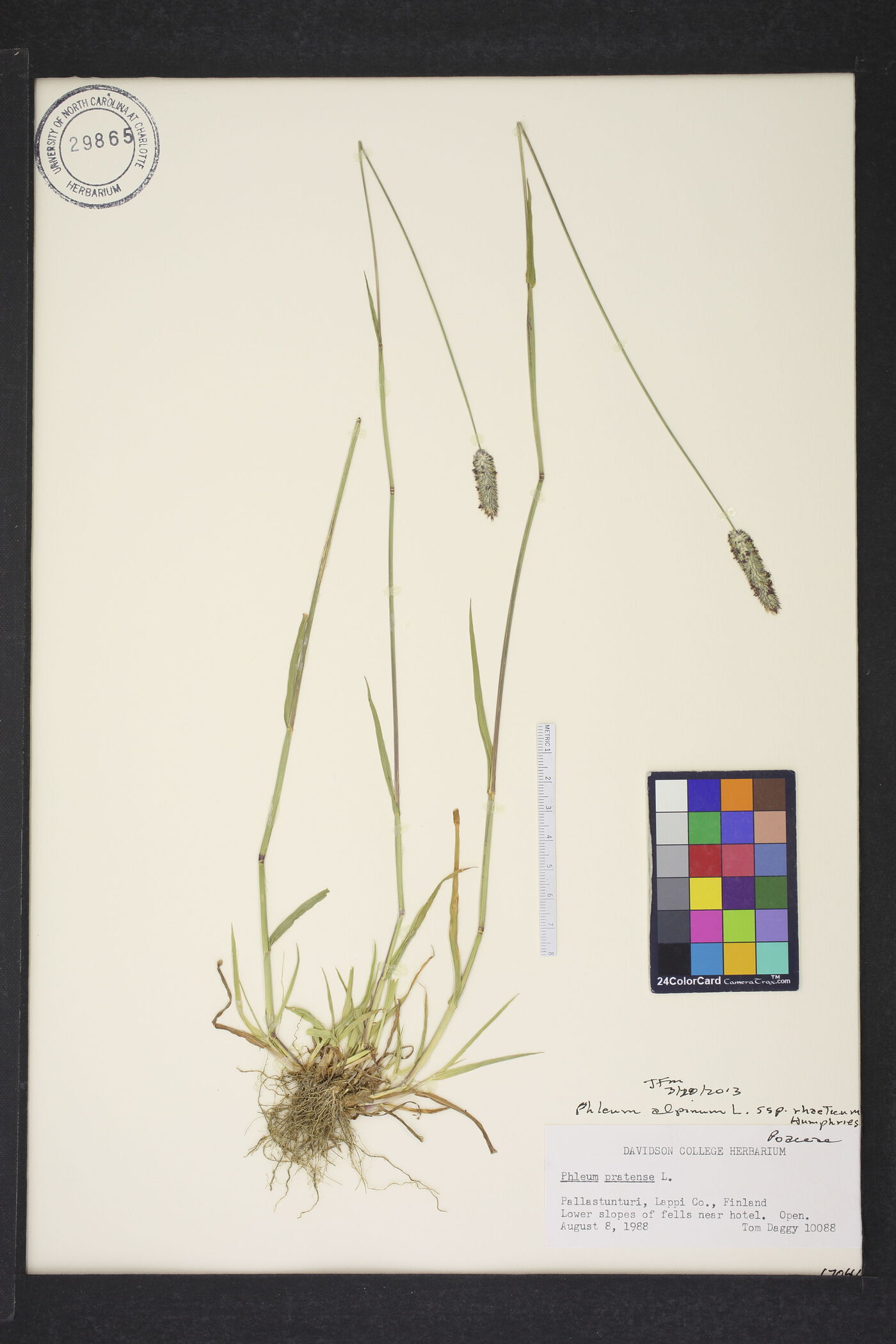 Phleum alpinum subsp. rhaeticum image