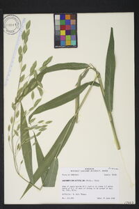 Chasmanthium latifolium image