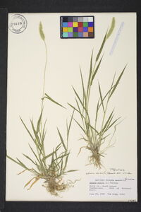 Setaria viridis var. viridis image