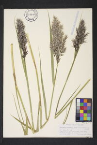 Phragmites australis image