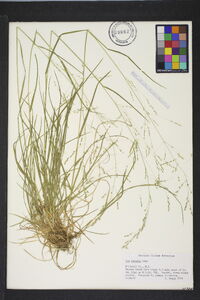 Poa alsodes image