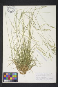 Poa autumnalis image