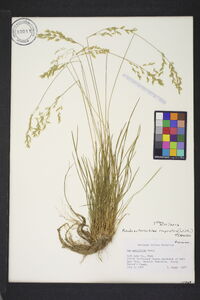 Pseudosclerochloa rupestris image