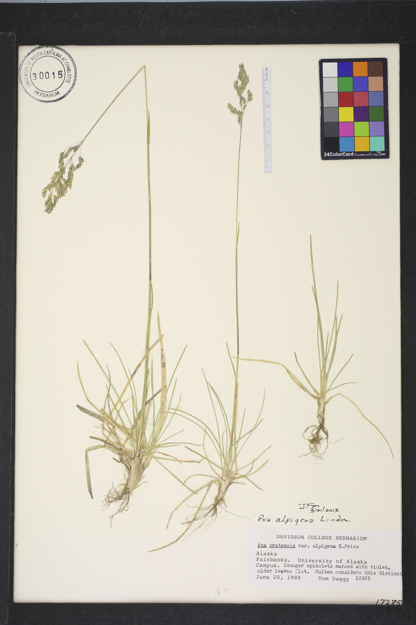 Poa alpigena image