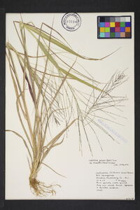 Leptochloa panicea image