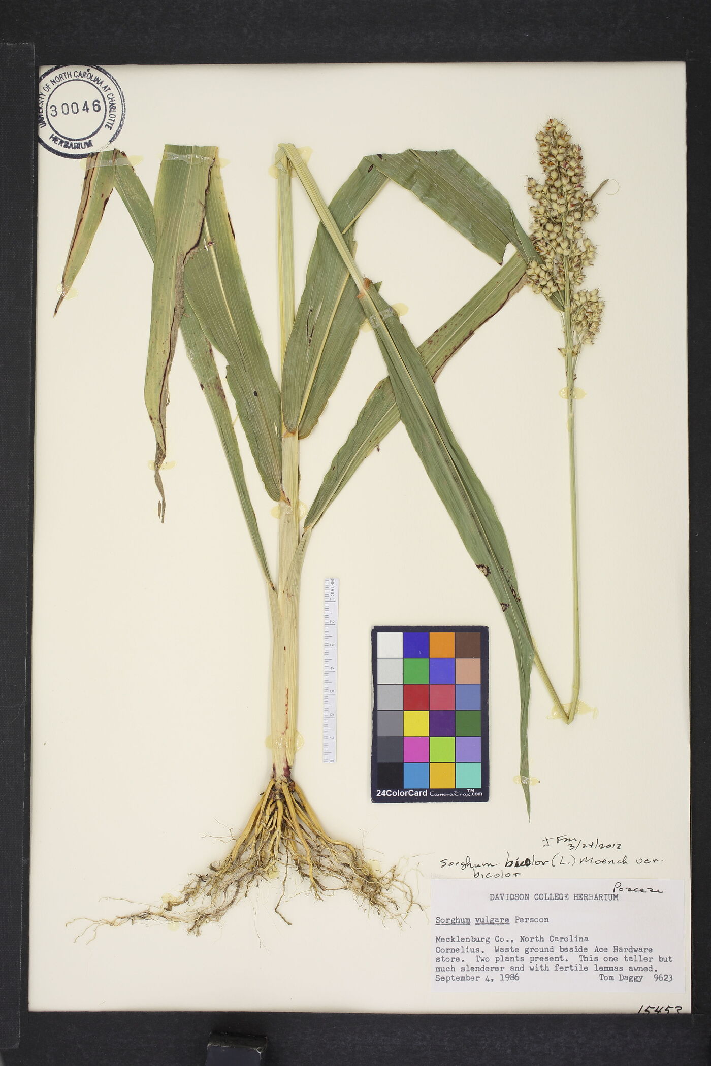 Sorghum bicolor var. bicolor image