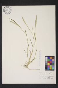 Hordeum pusillum image