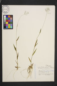 Dichanthelium acuminatum subsp. columbianum image