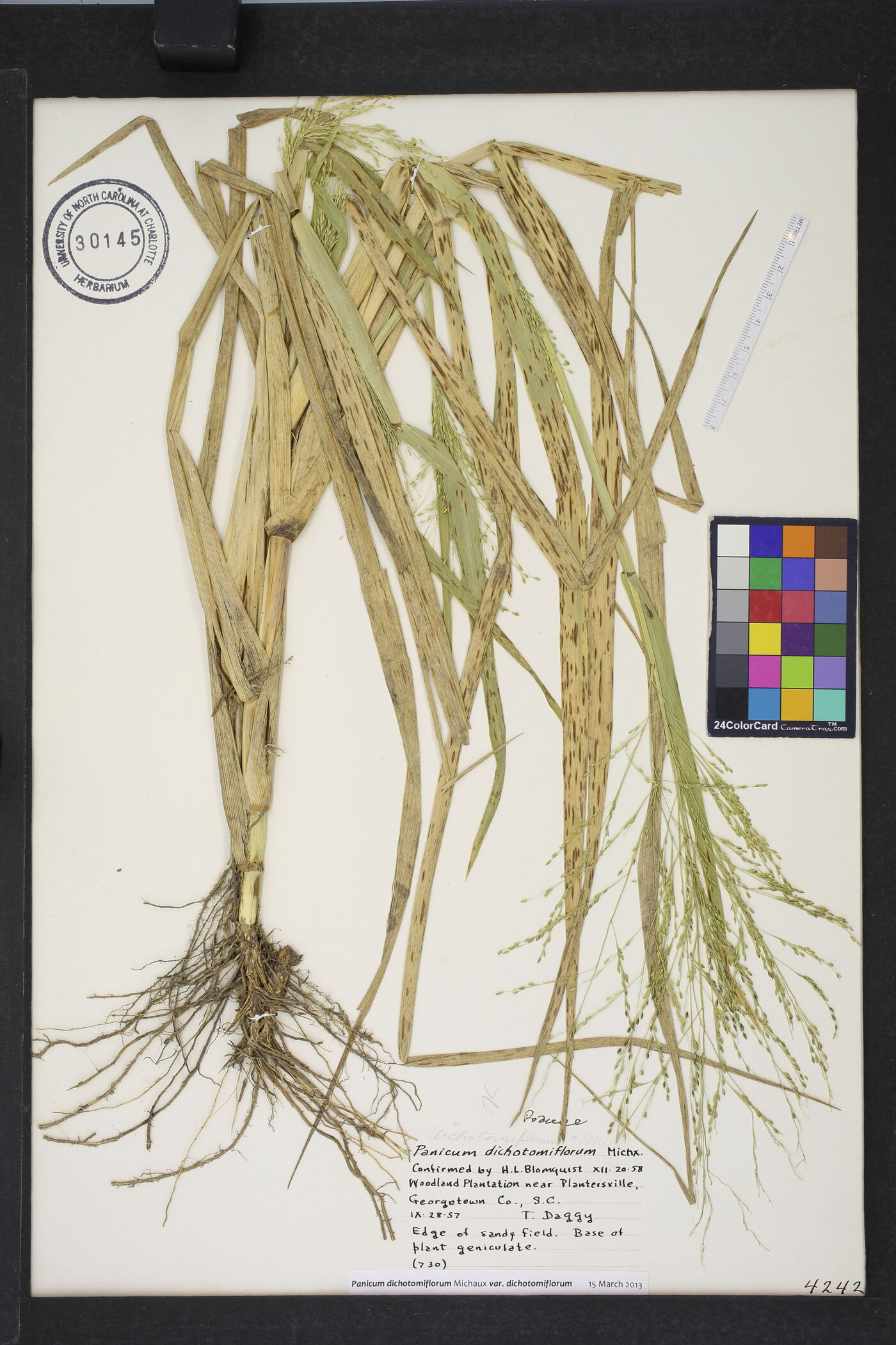 Panicum dichotomiflorum var. dichotomiflorum image