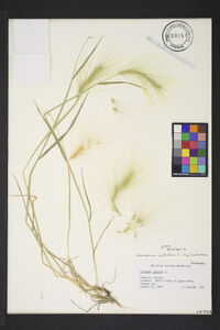 Hordeum jubatum subsp. jubatum image