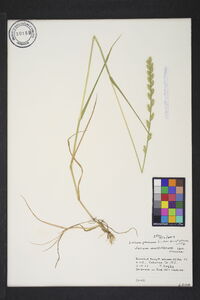 Lolium perenne subsp. multiflorum image