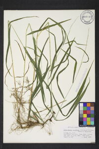 Muhlenbergia tenuiflora image