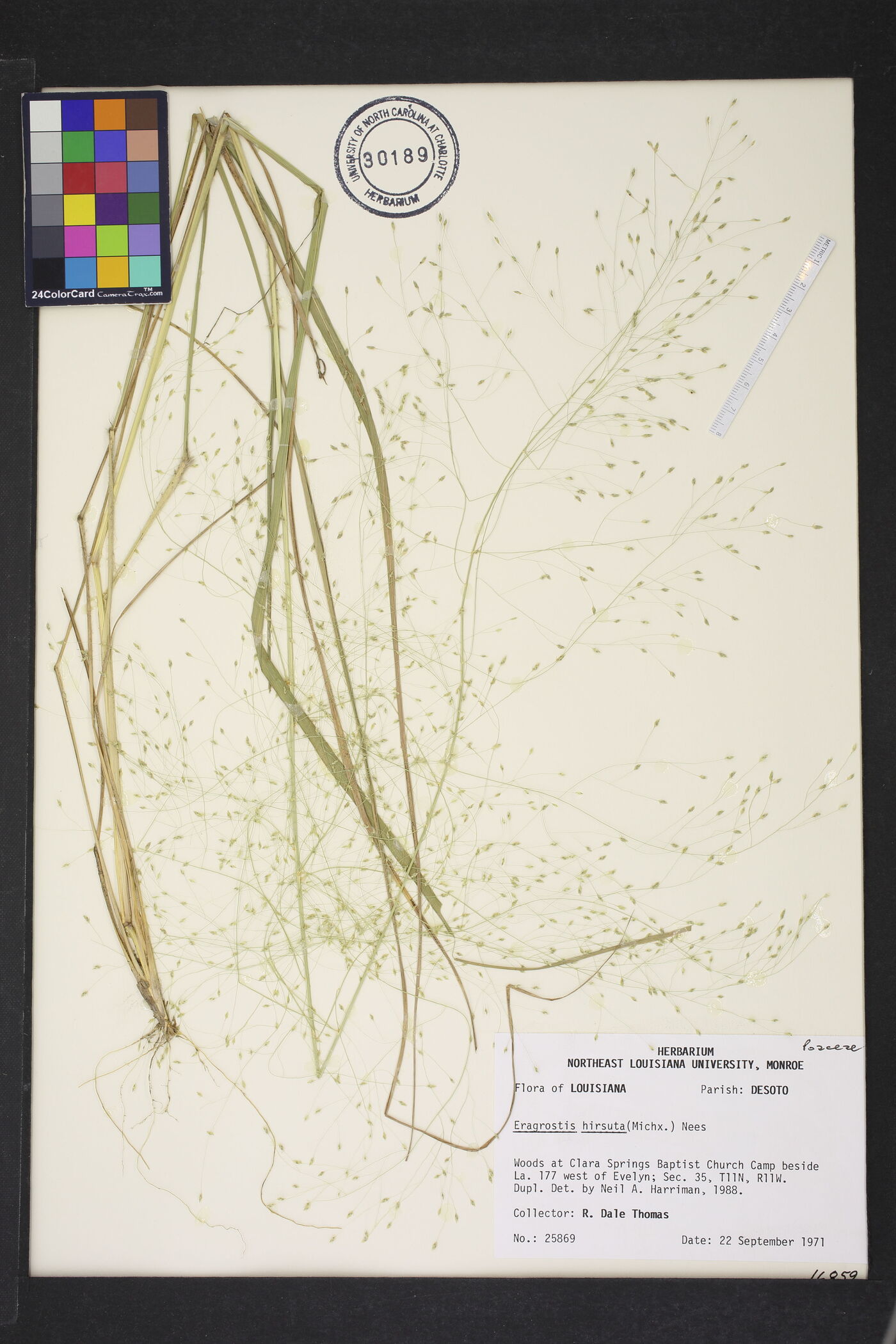 Eragrostis hirsuta image