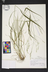 Festuca subverticillata image