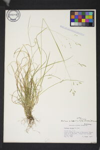 Festuca subverticillata image