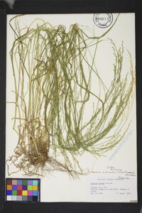 Festuca subverticillata image