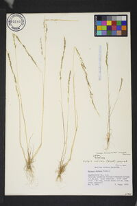 Festuca sciurea image