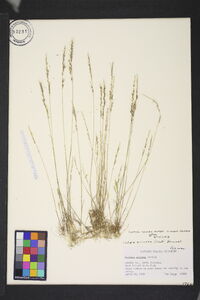 Festuca sciurea image