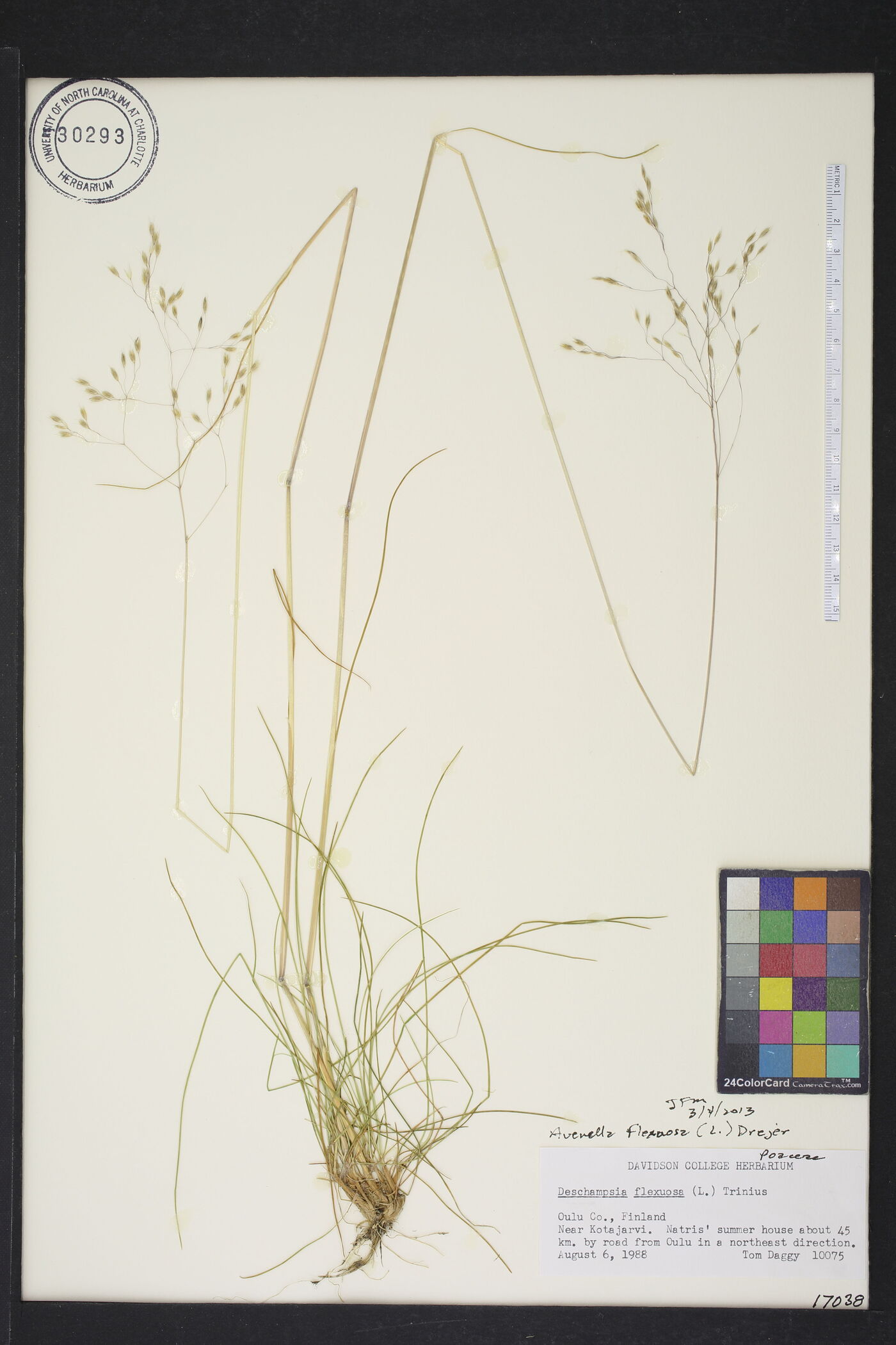 Avenella flexuosa image