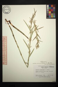 Dulichium arundinaceum var. arundinaceum image