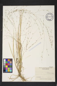 Eragrostis refracta image