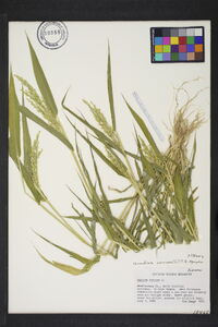 Urochloa ramosa image