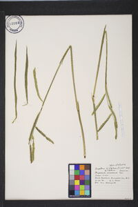 Paspalum dilatatum image