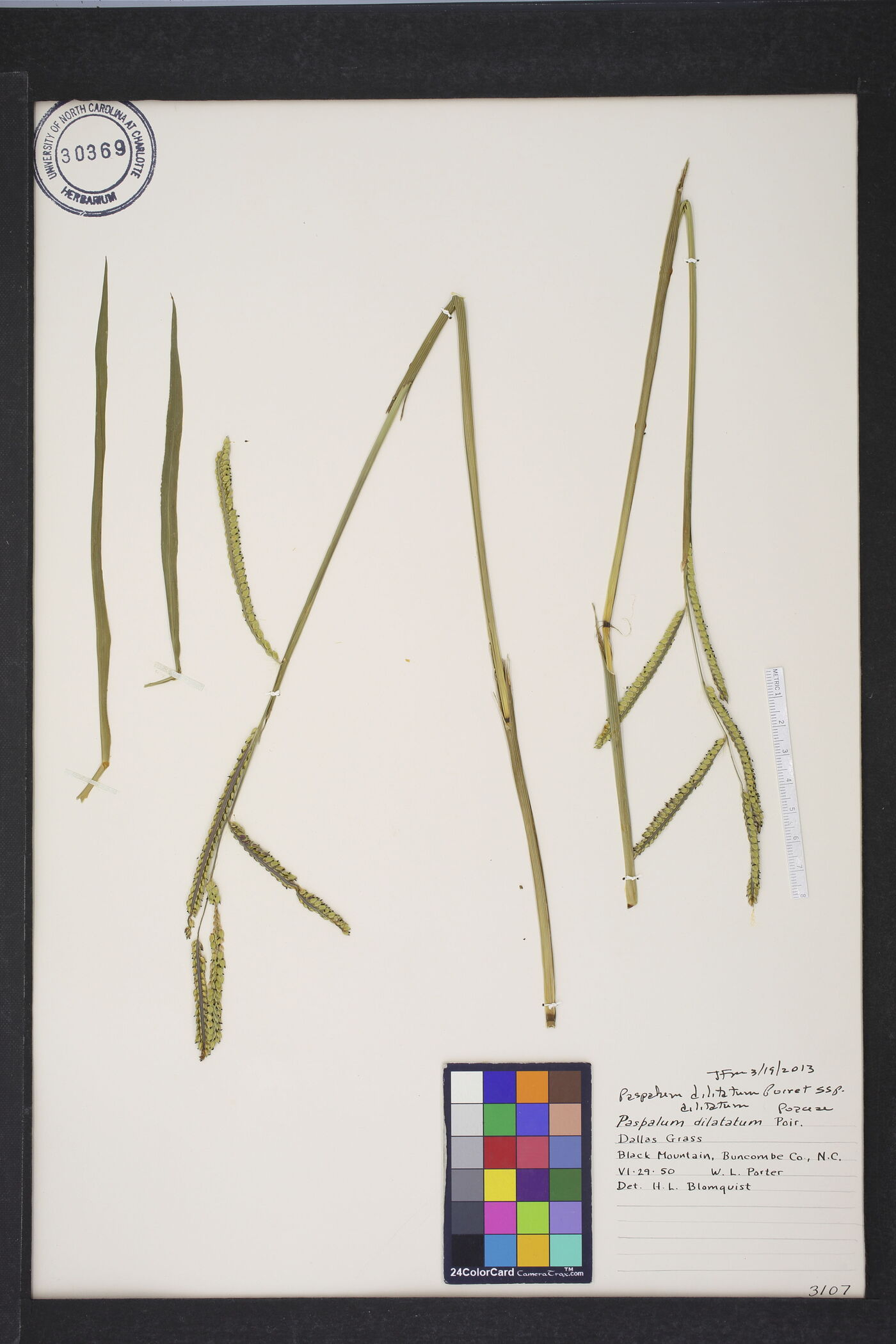 Paspalum dilatatum subsp. dilatatum image