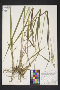 Paspalum floridanum image