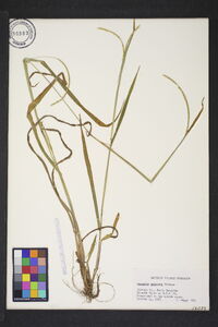 Paspalum setaceum var. ciliatifolium image