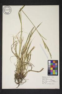 Paspalum urvillei image