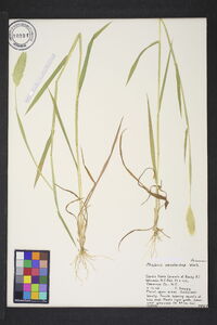 Phalaris caroliniana image