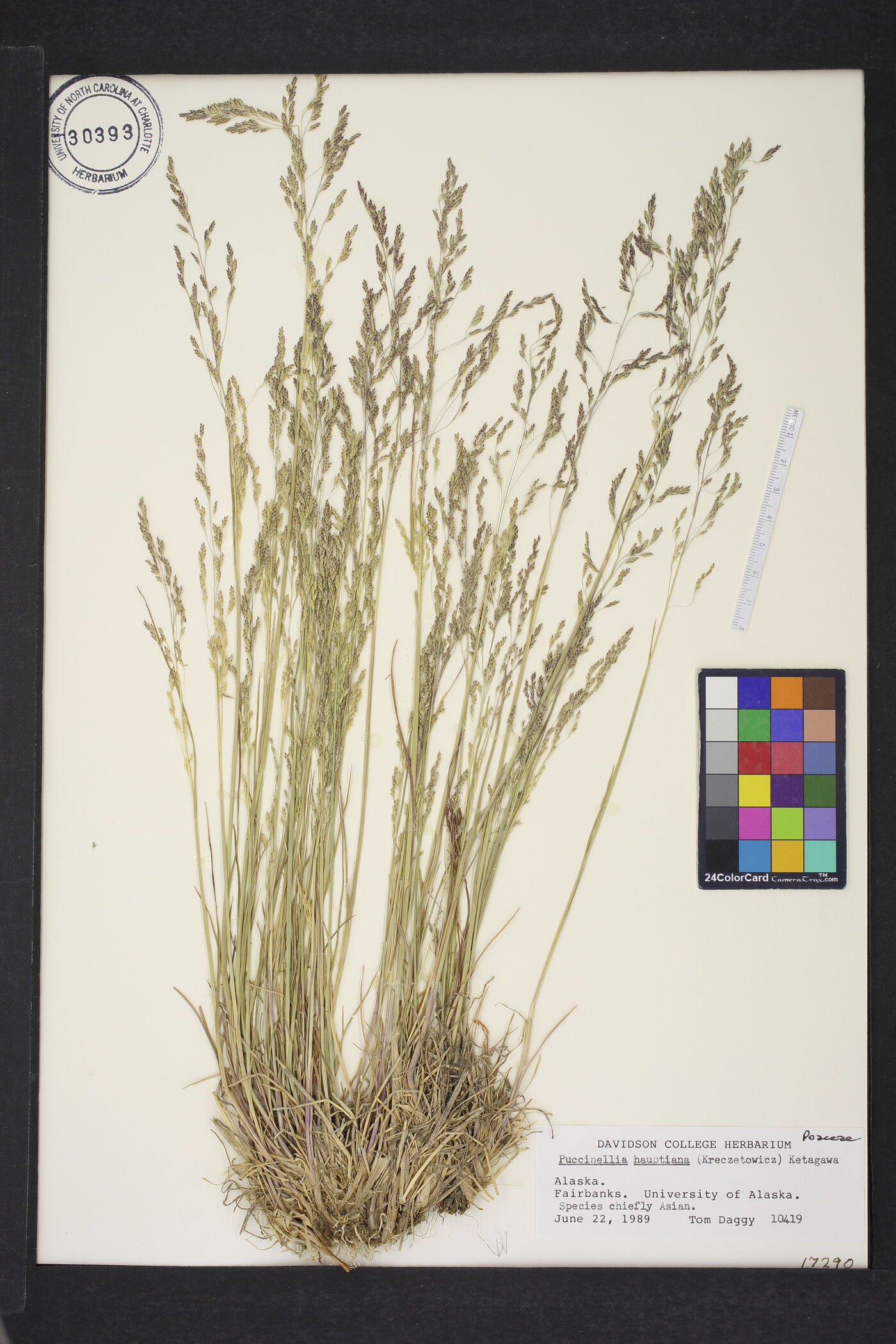 Puccinellia hauptiana image