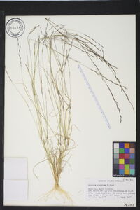 Aristida dichotoma image