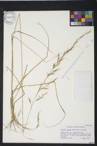 Aristida lanosa image