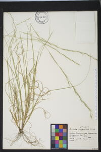 Aristida purpurascens image