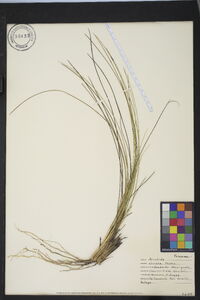 Aristida stricta image