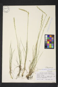 Pseudoroegneria spicata f. spicata image