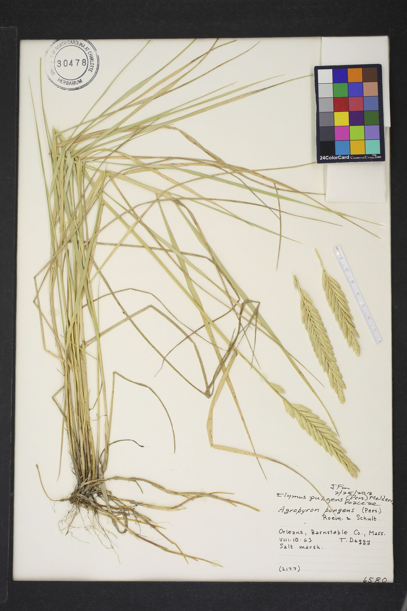 Elymus pungens image