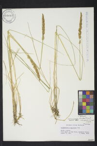 Calamagrostis stricta image