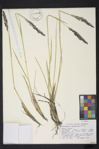 Calamagrostis purpurascens image