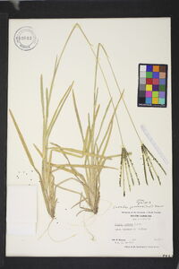 Eustachys petraea image