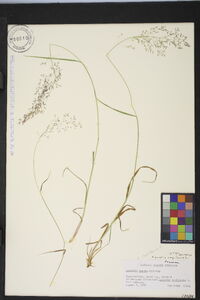 Agrostis capillaris image