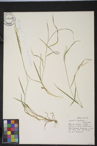 Agrostis capillaris image