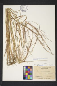 Schizachyrium scoparium var. stoloniferum image