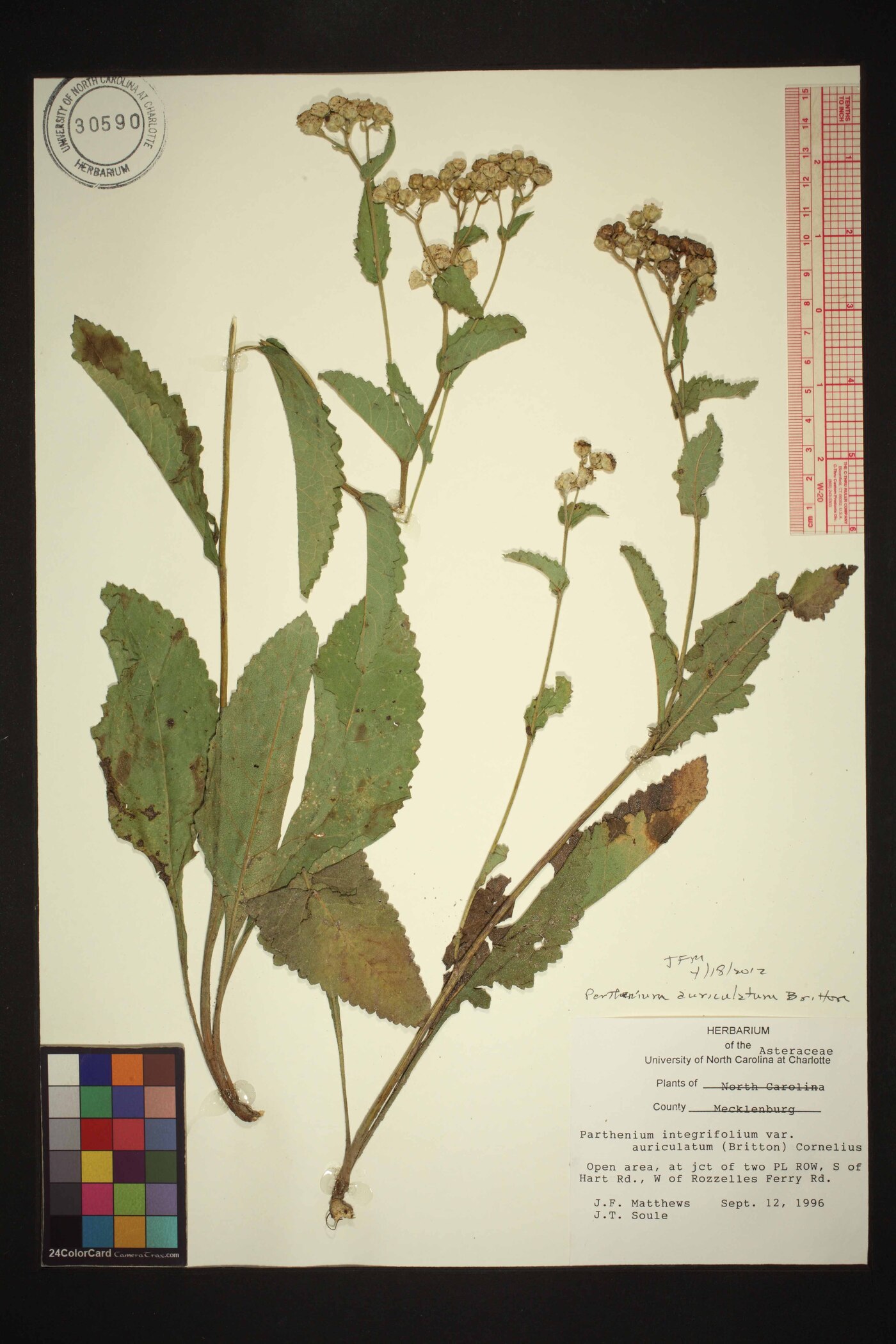 Parthenium auriculatum image